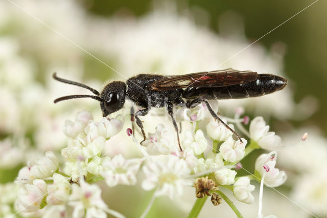 kleine knotswesp (Sapygina decemguttata)