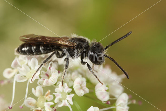 Andrena semilaevis