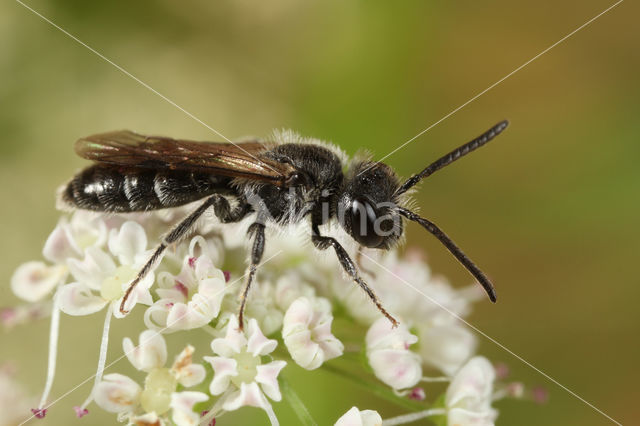 Halfgladde dwergzandbij (Andrena semilaevis)