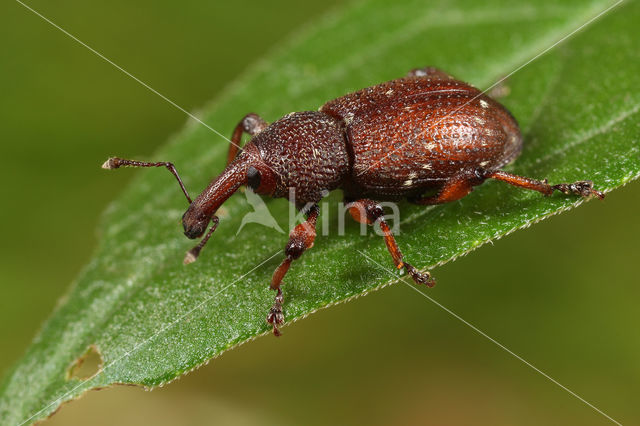 Hylobius transversovittatus