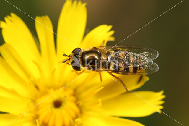 Terrasjeskommazwever (Eupeodes corollae)