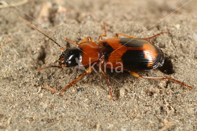 Moerasstompkaak (Badister unipustulatus)