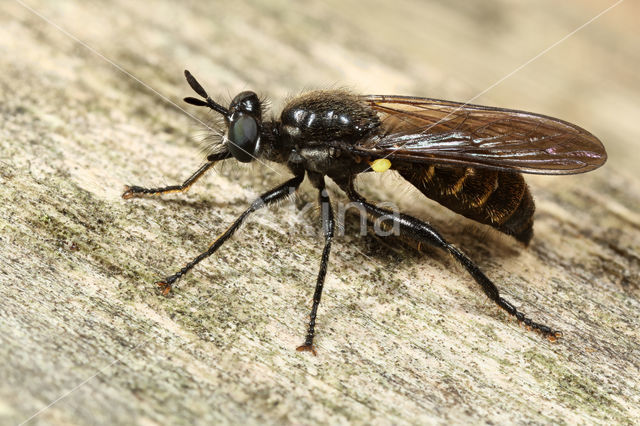 Golden-haired Robber Fly (Choerades marginata)