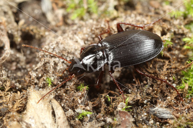 Calathus rotundicollis