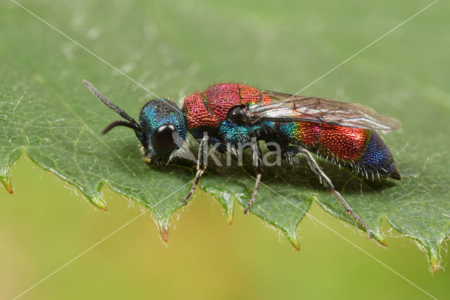 Chrysis viridula