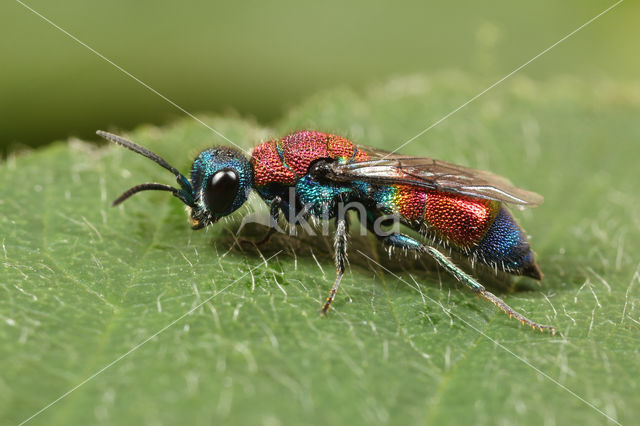 Chrysis viridula