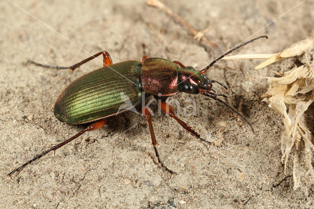 Zwartsprietfluweelloper (Chlaenius nigricornis)