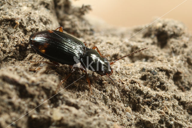 Klein Groefkoppriempje (Bembidion assimile)