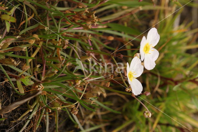 Kruipende moerasweegbree (Echinodorus repens)