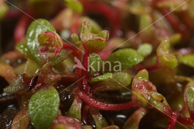 Six-stamened Waterwort (Elatine hexandra)