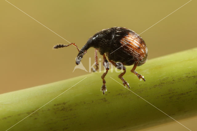 Nanophyes globulus