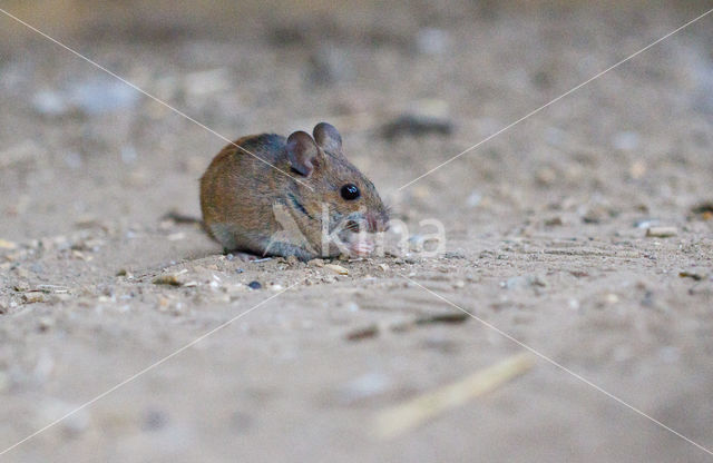 long-tailed field mouse (Apodemus sylvaticus)