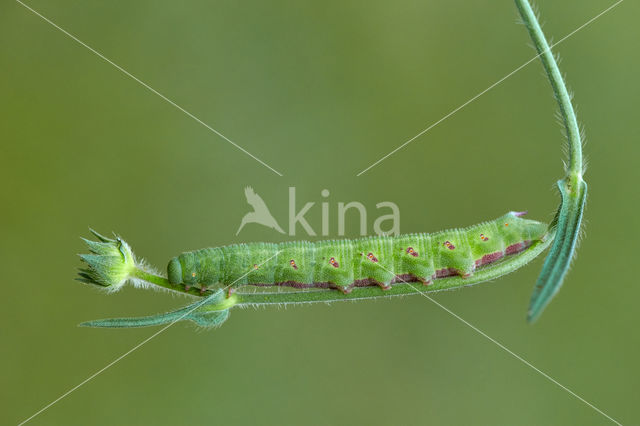 Hommelvlinder (Hemaris tityus)