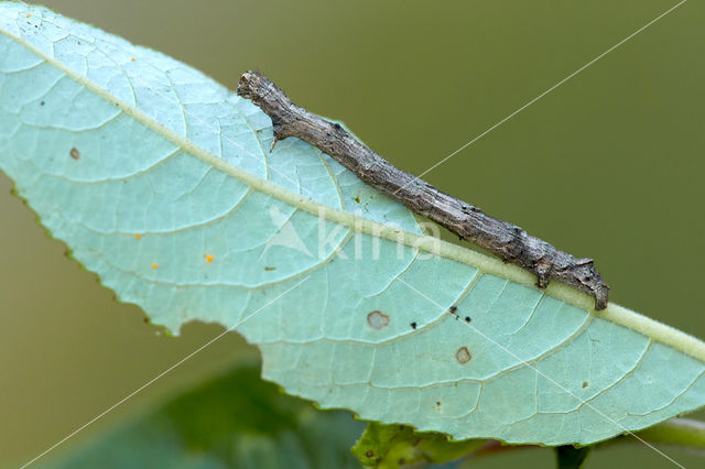 Scalloped Hazel (Odontopera bidentata)