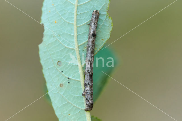 Getande spanner (Odontopera bidentata)