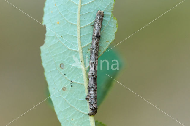 Scalloped Hazel (Odontopera bidentata)