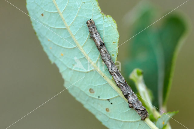 Getande spanner (Odontopera bidentata)