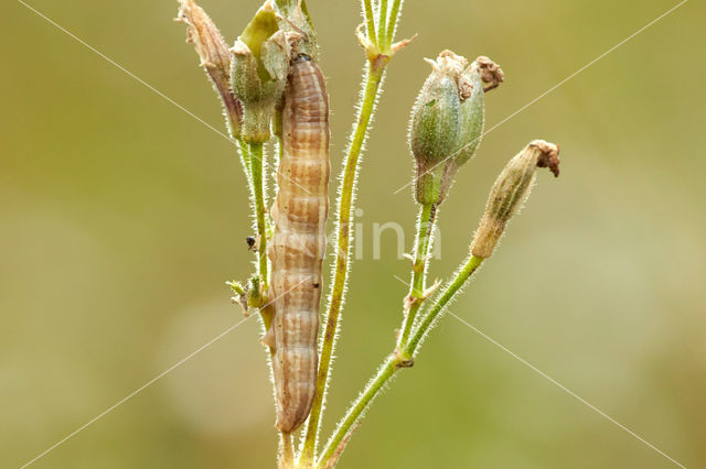 Variabele silene-uil (Hadena perplexa)