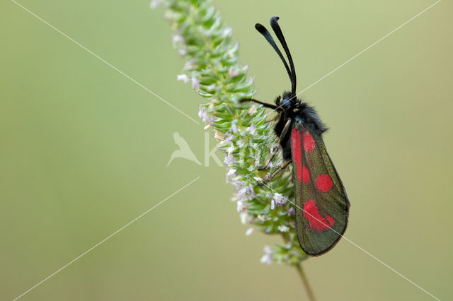 Zygaena loti