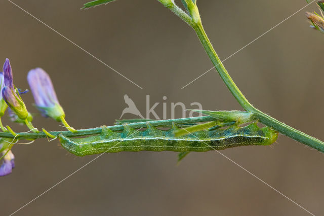 rose budworm (Pyrrhia umbra)