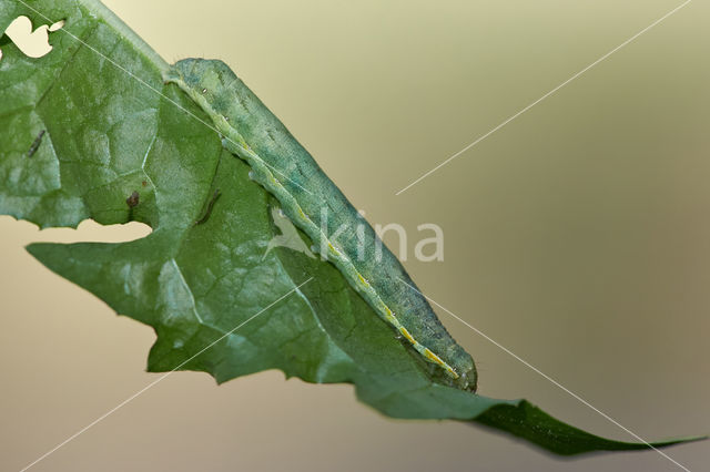 Kooluil (Mamestra brassicae)