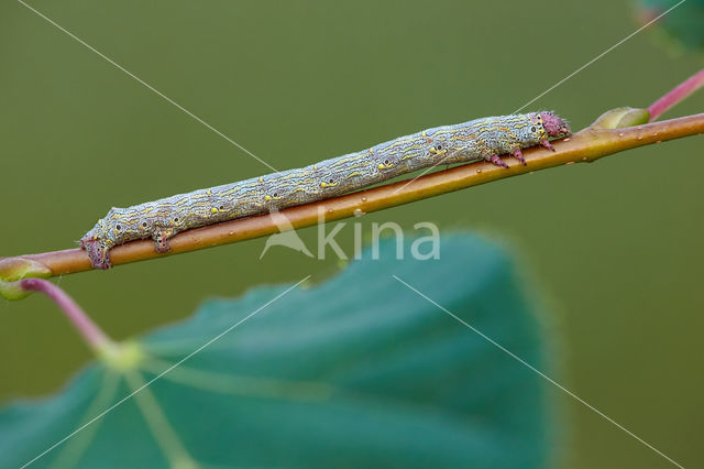 Brindled Beauty (Lycia hirtaria)