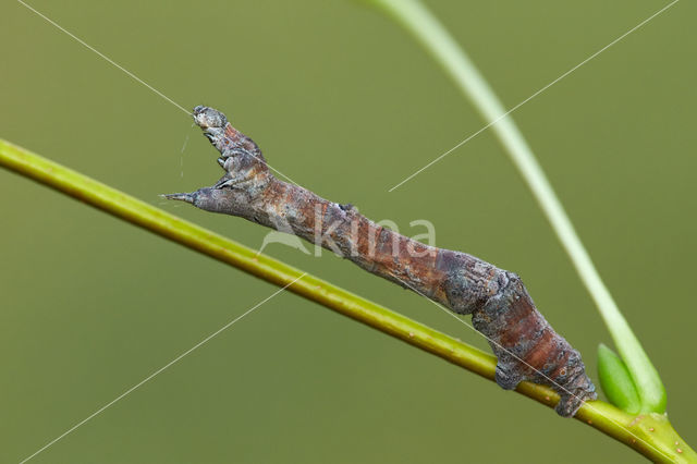 Halvemaanvlinder (Selenia tetralunaria)