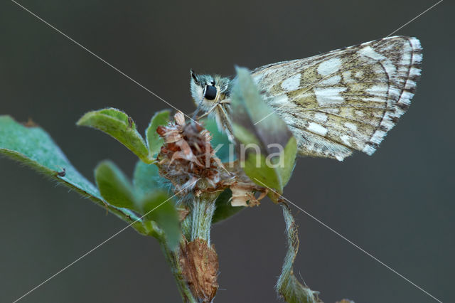 Witgezoomd spikkeldikkopje (Pyrgus carthami)