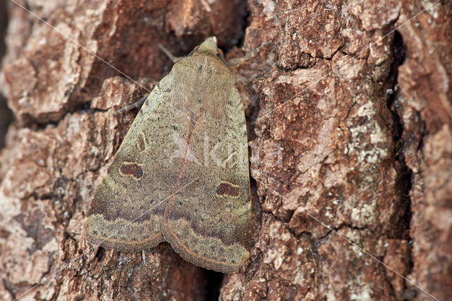 Lesser Yellow Underwing (Noctua comes)