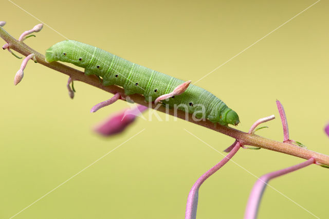 Willowherb Hawkmoth (Proserpinus proserpina)