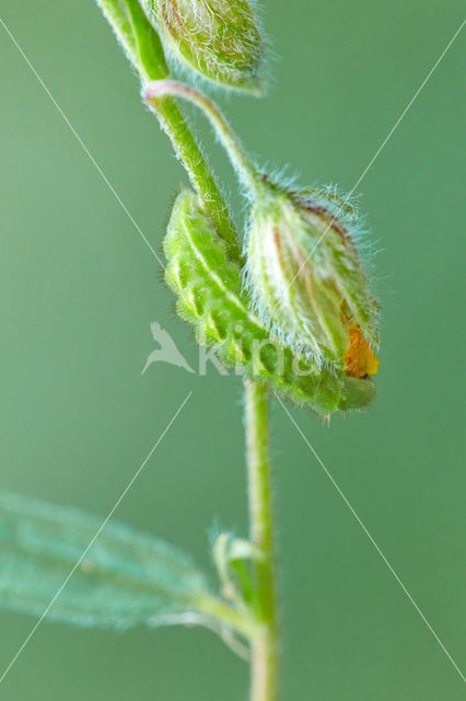 Groentje (Callophrys rubi)