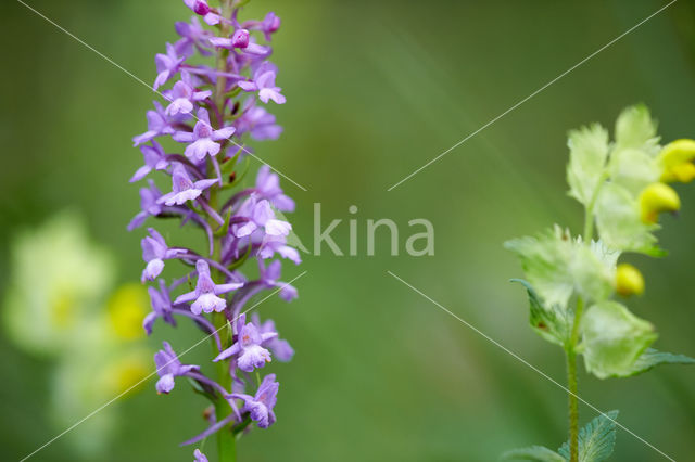 Fragant Orchid (Gymnadenia conopsea)