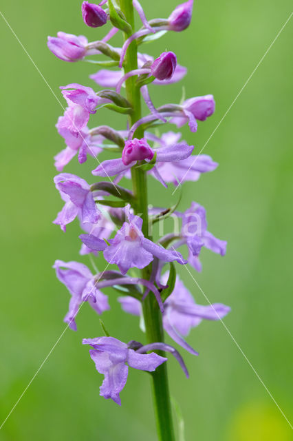 Grote muggenorchis (Gymnadenia conopsea)