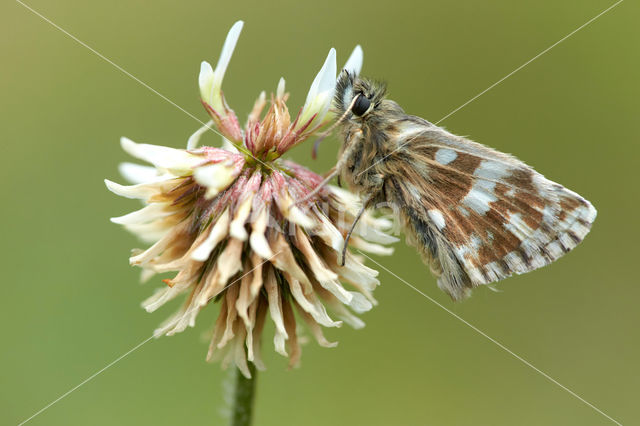 Westelijk spikkeldikkopje (Pyrgus carlinae)