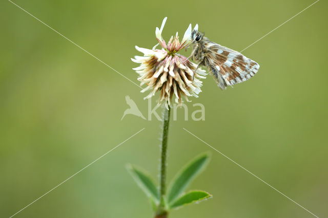 Westelijk spikkeldikkopje (Pyrgus carlinae)