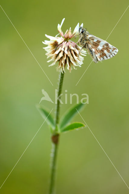 Westelijk spikkeldikkopje (Pyrgus carlinae)