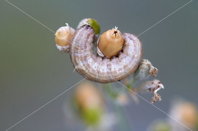 Variabele silene-uil (Hadena perplexa)