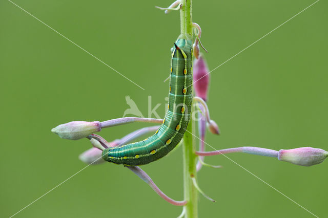 Bedstraw Hawk-moth (Hyles gallii)