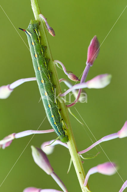 Bedstraw Hawk-moth (Hyles gallii)