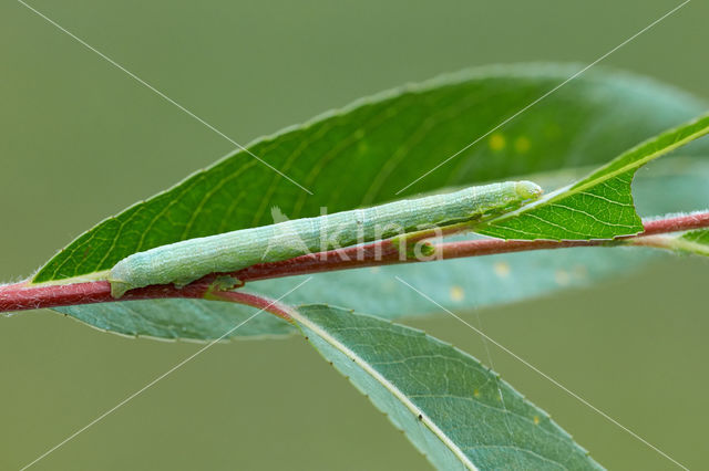 Geringde spikkelspanner (Cleora cinctaria)