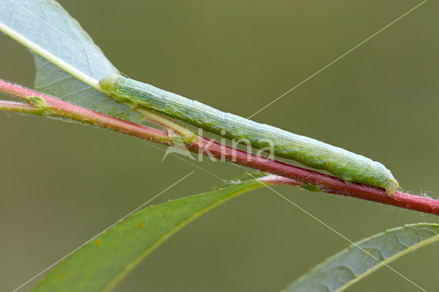 Geringde spikkelspanner (Cleora cinctaria)