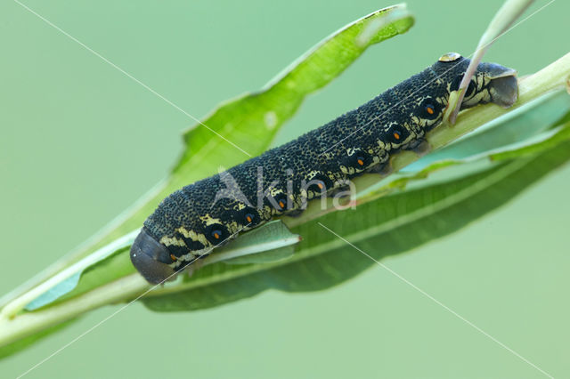 Willowherb Hawkmoth (Proserpinus proserpina)