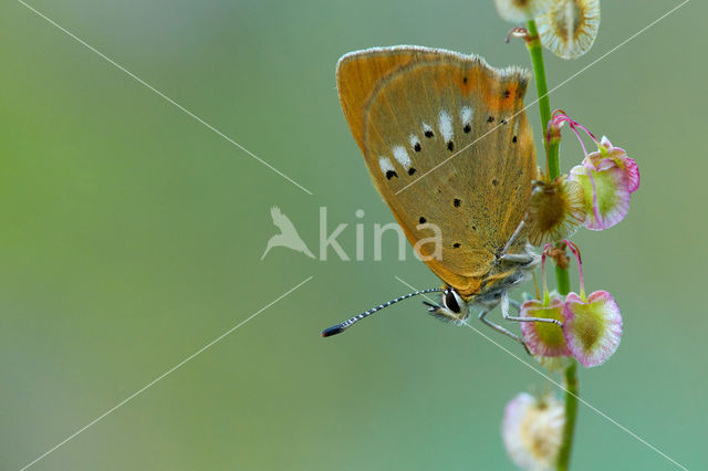 Morgenrood (Lycaena virgaureae)