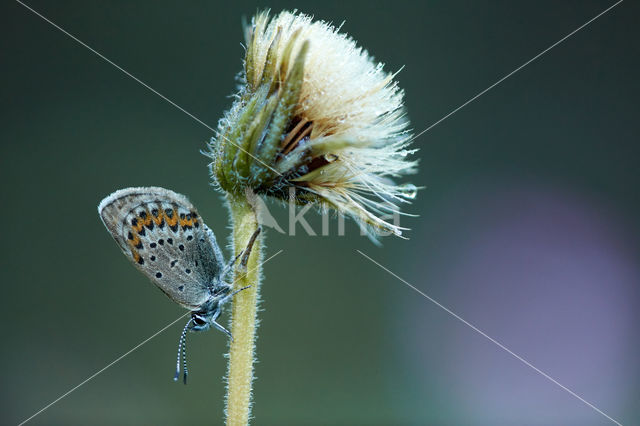 Silver Studded Blue (Plebejus argus)