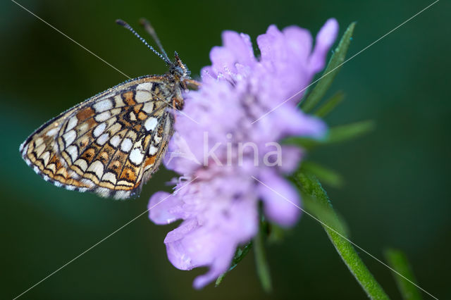 Woudparelmoervlinder (Melitaea diamina)