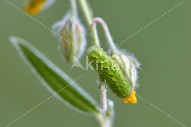 Groentje (Callophrys rubi)