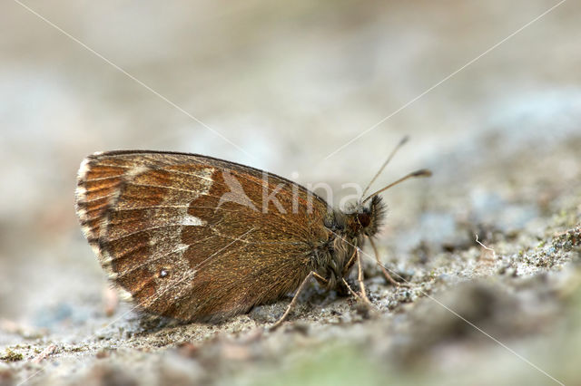 Large Ringlet (Erebia euryale)