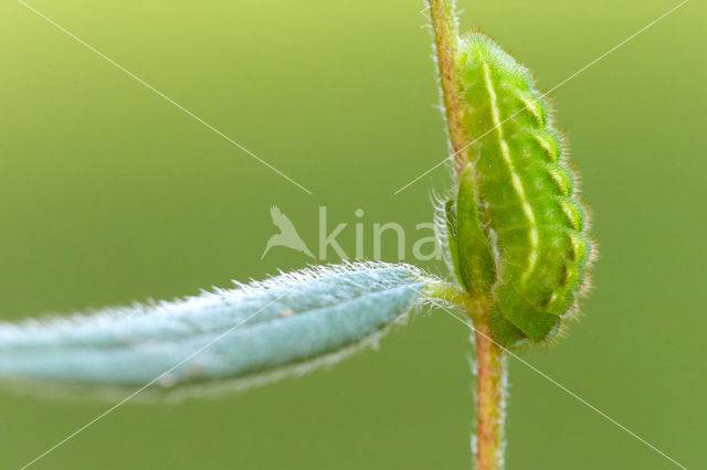 Green Hairstreak (Callophrys rubi)