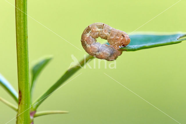 Berberisspanner (Pareulype berberata)