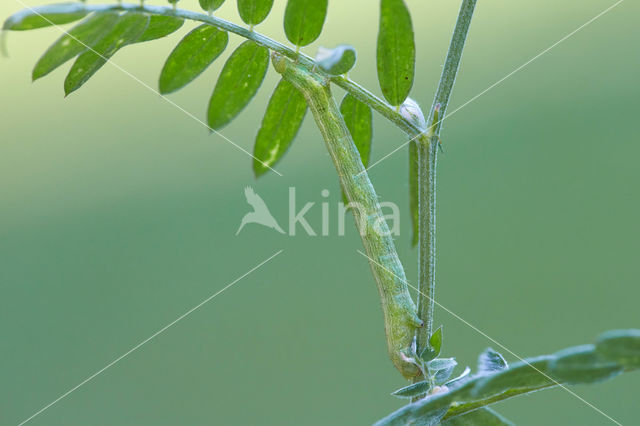 Geringde spikkelspanner (Cleora cinctaria)